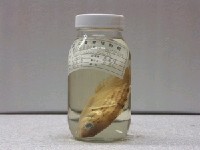 藏品(西氏擬隆頭魚)的圖片